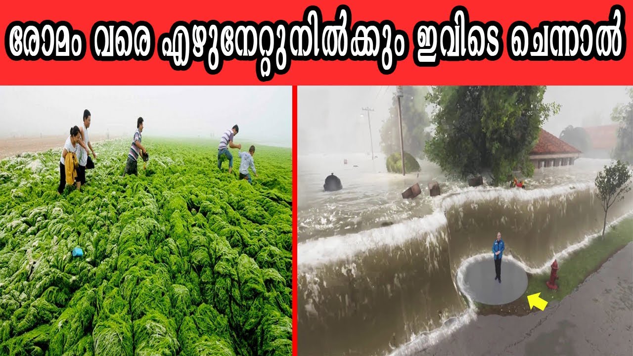 ഈ സ്ഥലങ്ങളെപ്പറ്റി കേട്ടിട്ടില്ലെങ്കിൽ പിന്നെന്ത് ജീവിതം | പ്രകൃതിയുടെ നിഗൂഢ വിരുന്നുകൾ