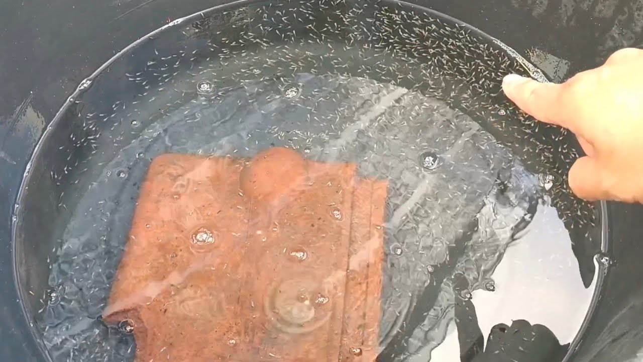 Cara Merawat Larva Ikan Nila baru menetas