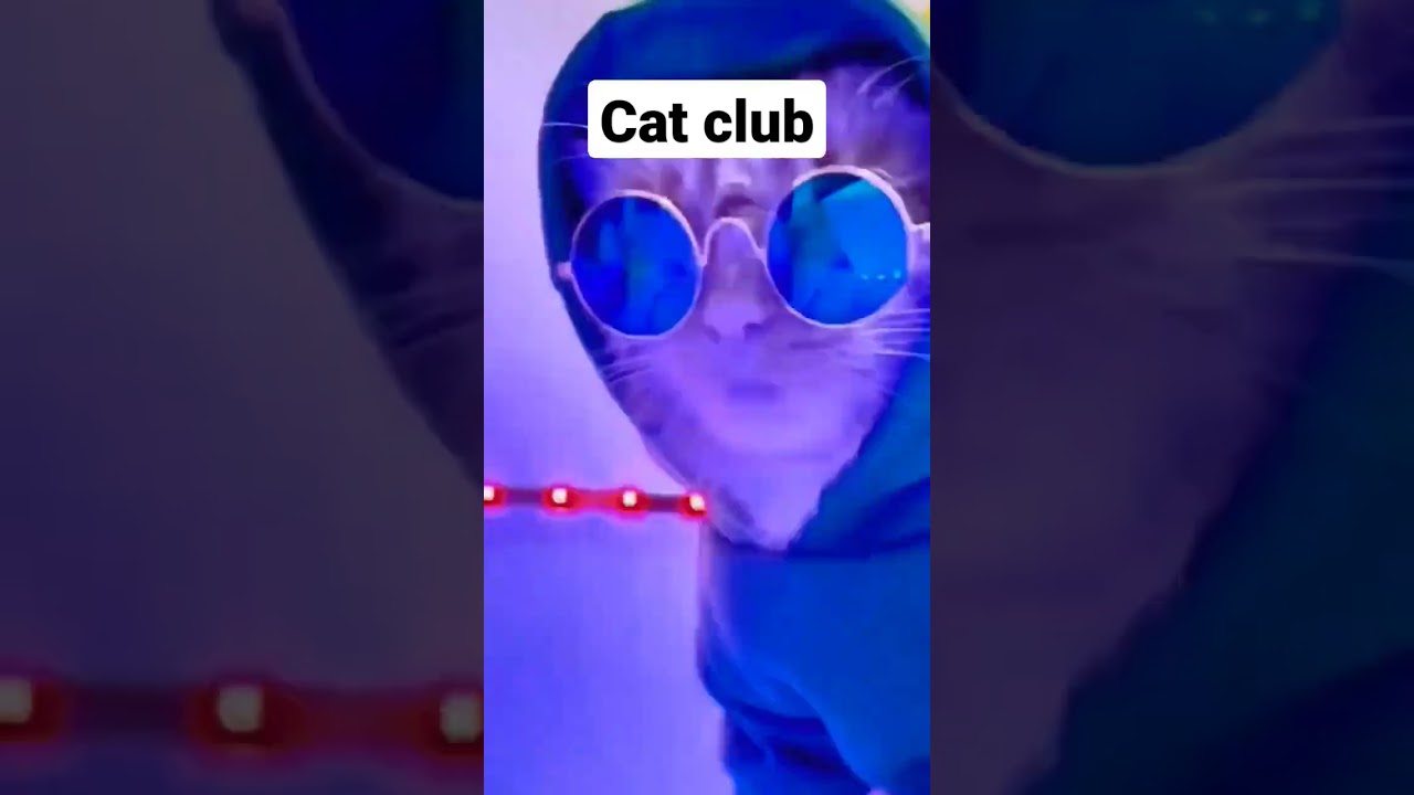 cat club #shorts #viral #trending