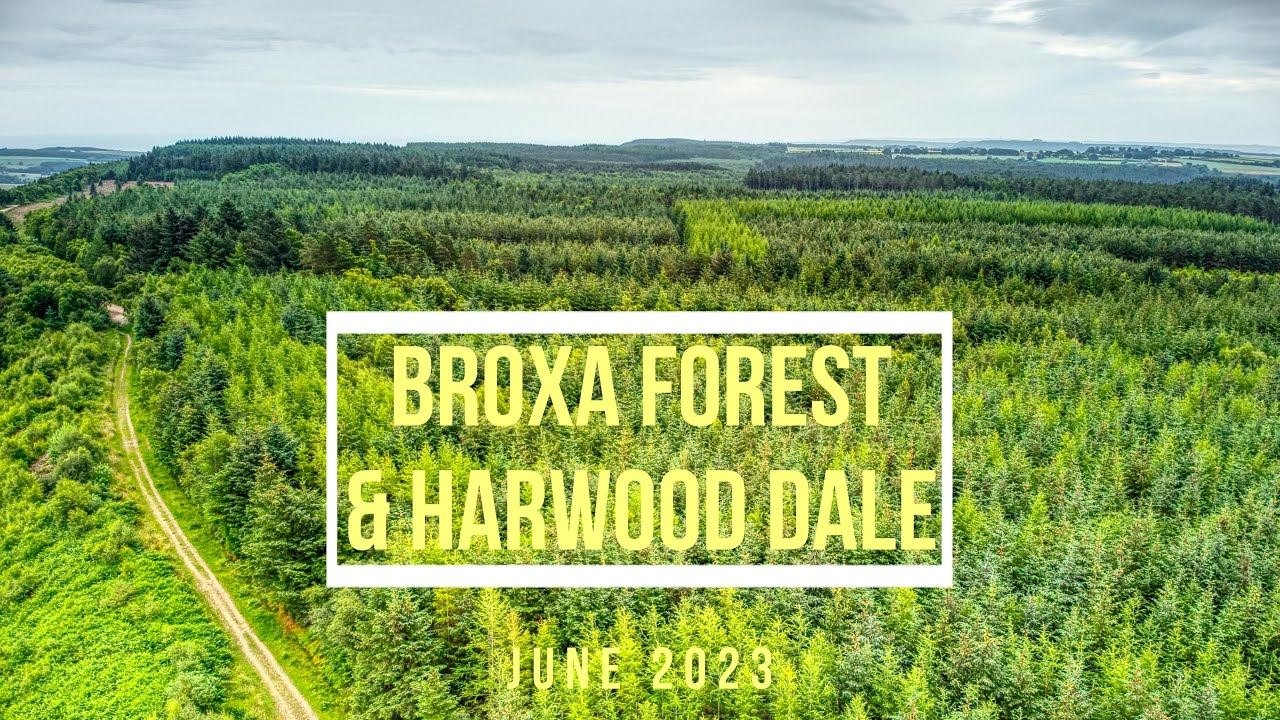 Broxa Forest June 2023