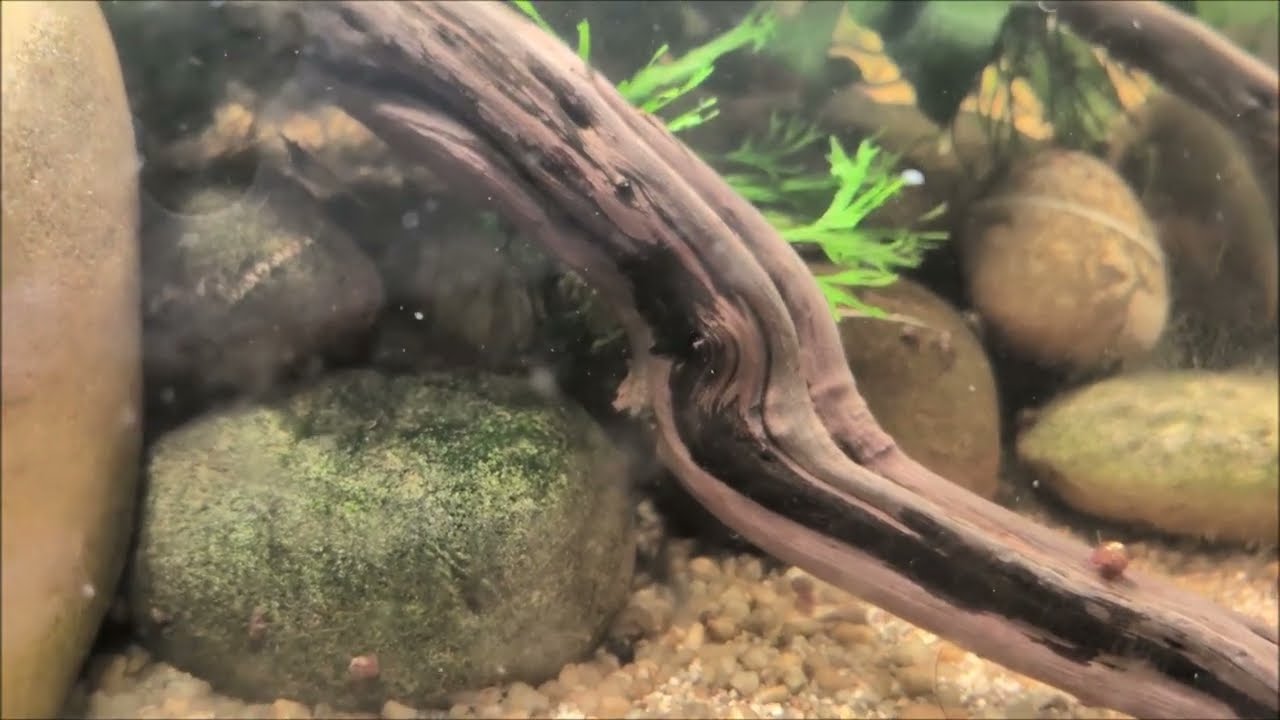 Vietnamesische Kardinalfische ziehen in den Cube ein?