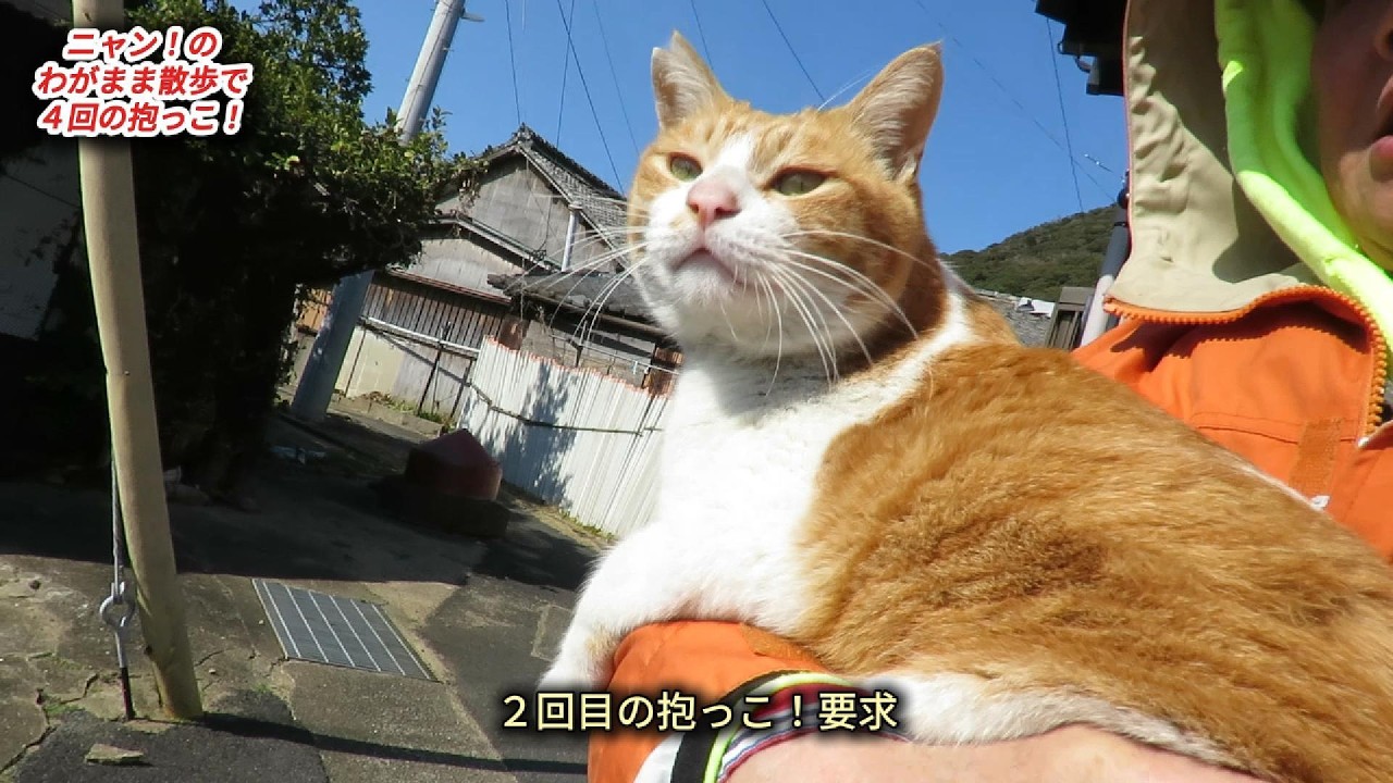 ニャン！のわがまま散歩で４回の抱っこ！0218