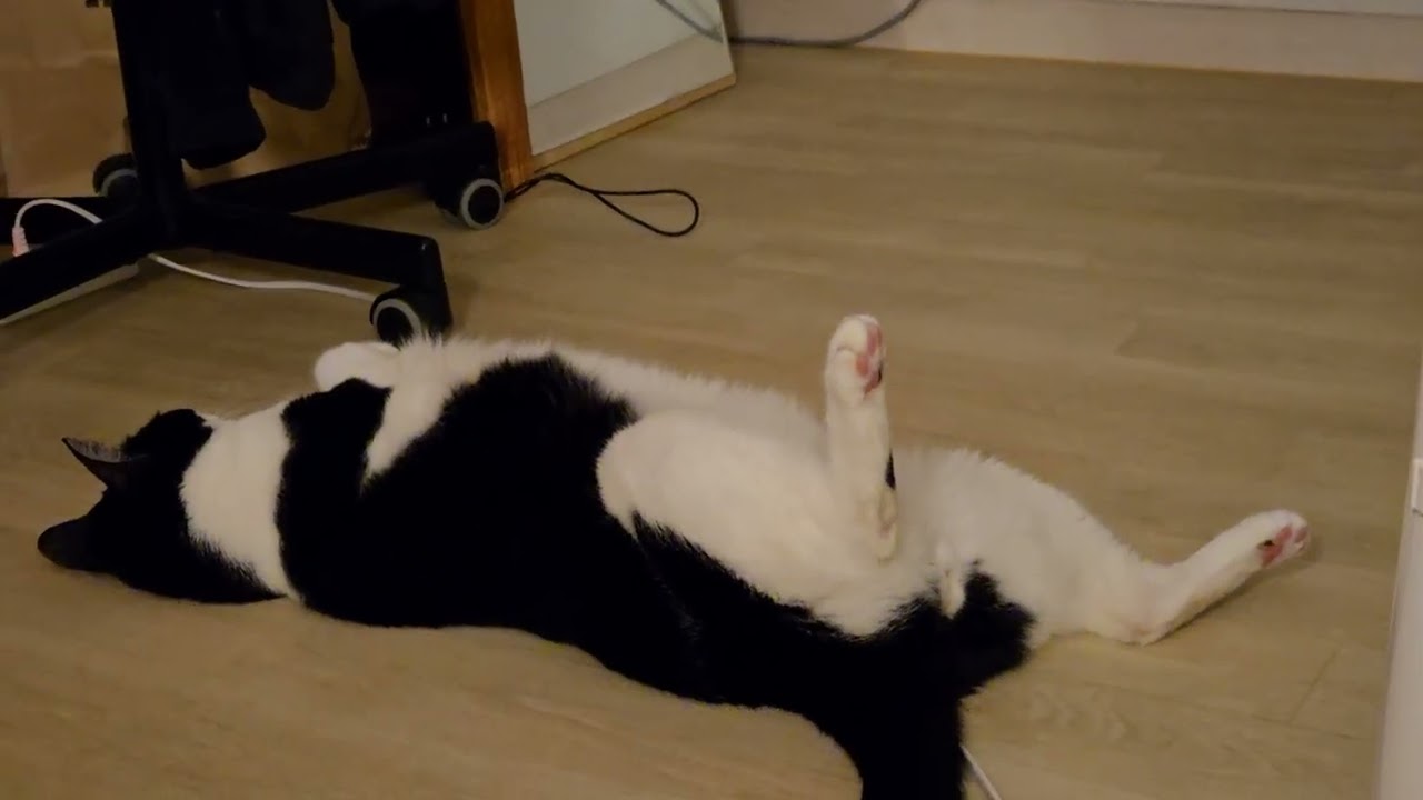 #둘찌#cat/발에 쥐 날 것 같아/둘찌 너무 편한 상태