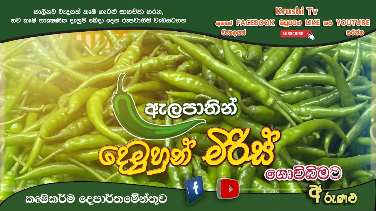 Mihikatha Dinuwo TV Program | ඇලපාතින් දෙමුහුම් මිරිස් | 2025-02-21 | Krushi TV