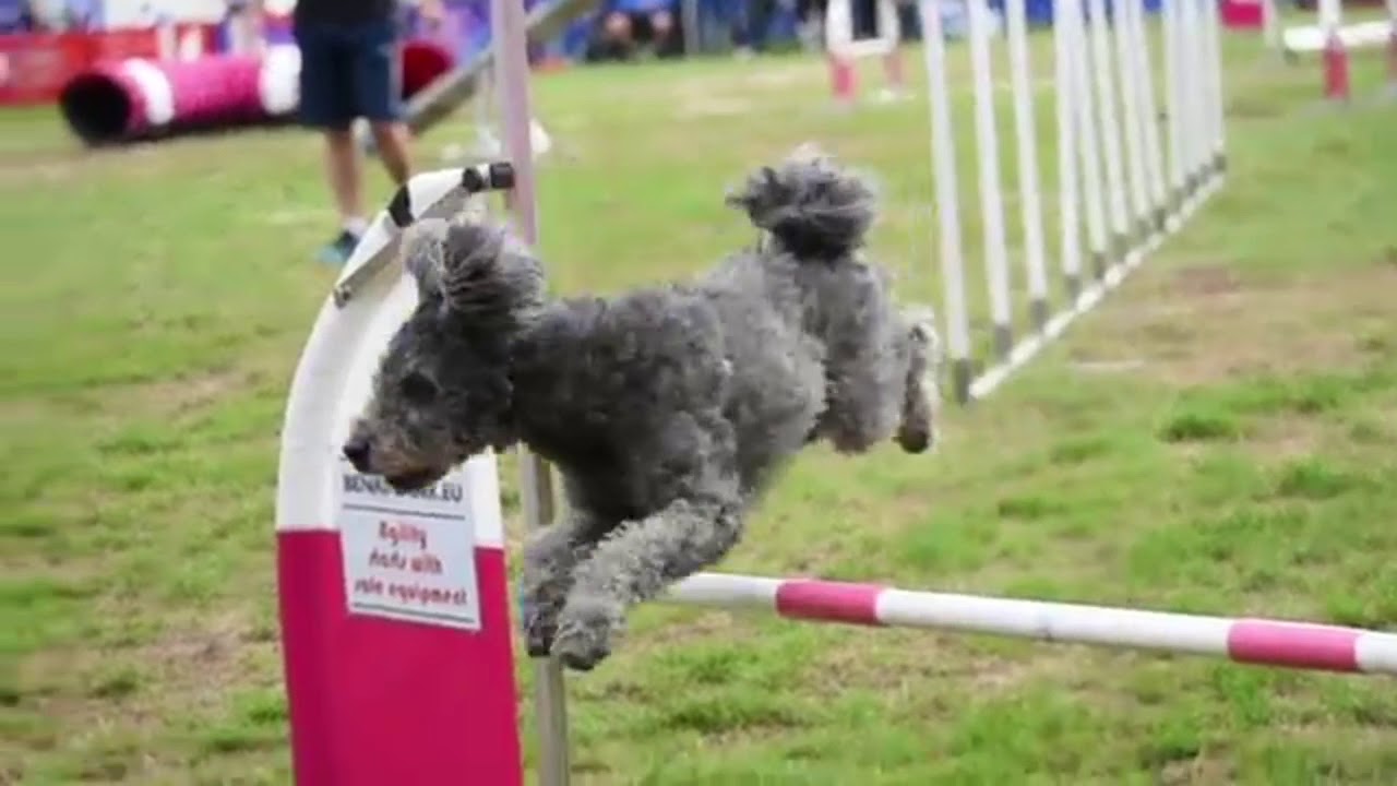 Dog Agility Music Video || Cheep Thrills Remix