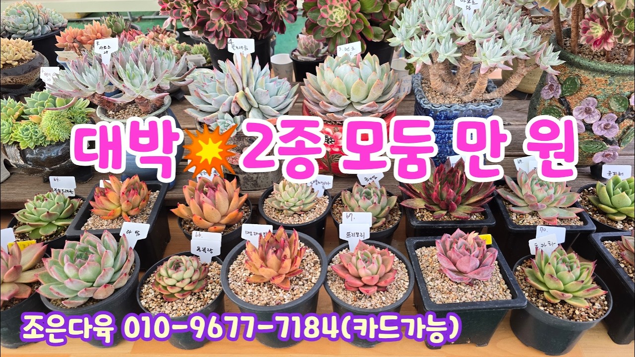 260307📍#조은다육 환사 아모르 분화요 먼로 콜로세움 펜지철화 흑사금 희성금 샹그릴라 붉은설탑 흑법사철화 덴섬 핑크여신