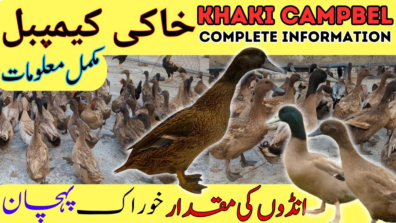 Khaki Campbell Breed Complete History and Detail | Eggs Production | Weight | Health | Guideline