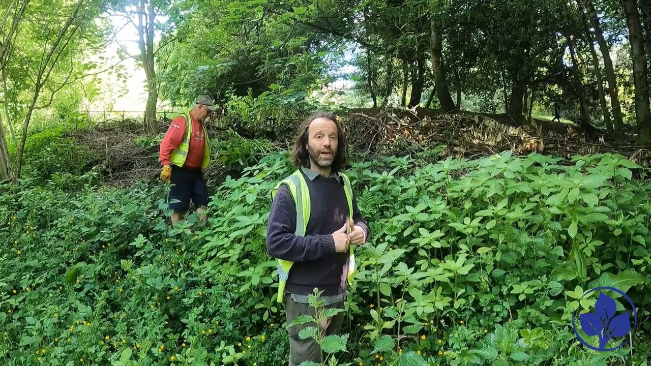 Himalayan Balsam and How to Remove It