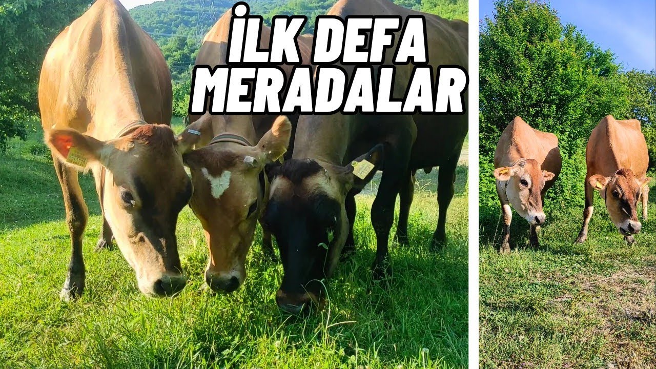 JERSEYLER MERADA | Hayvancılık