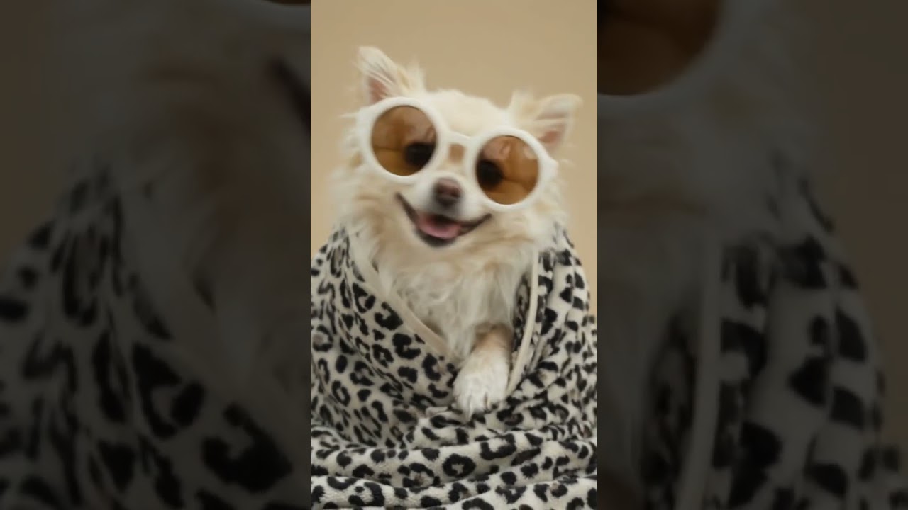 dog video in dance too geas 🥺 subscribe