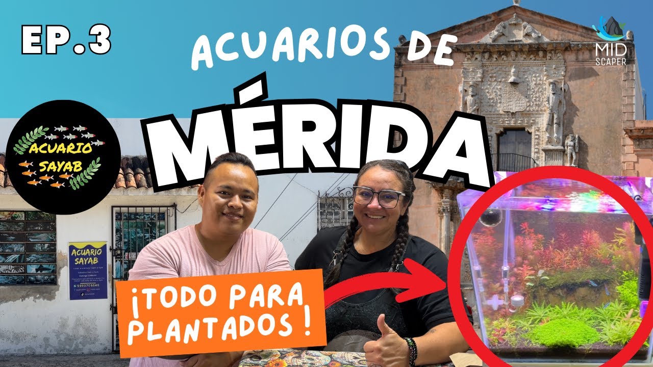 ACUARIOS EN MÉRIDA YUCATÁN – EP.3 | ACUARIO SAYAB (TODO PARA ACUARIOS PLANTADOS) 🌿🐟