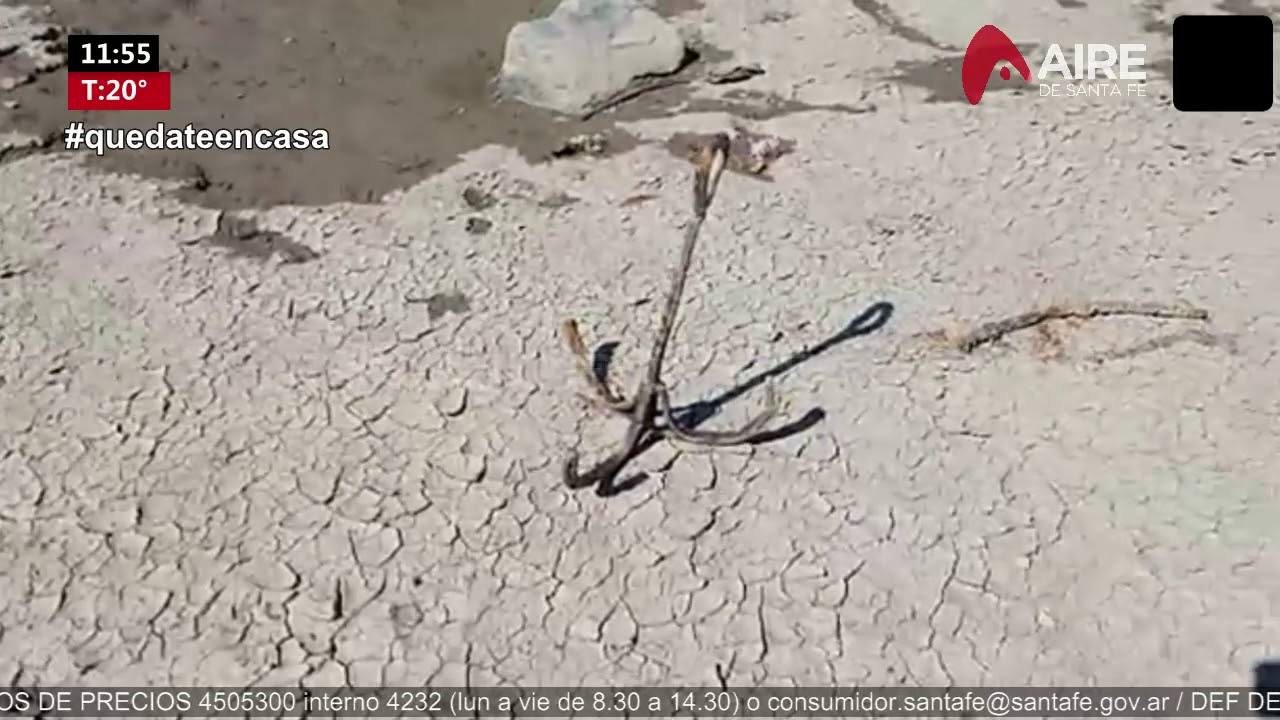 El río Paraná sigue bajando y las postales de la laguna Setúbal son históricas
