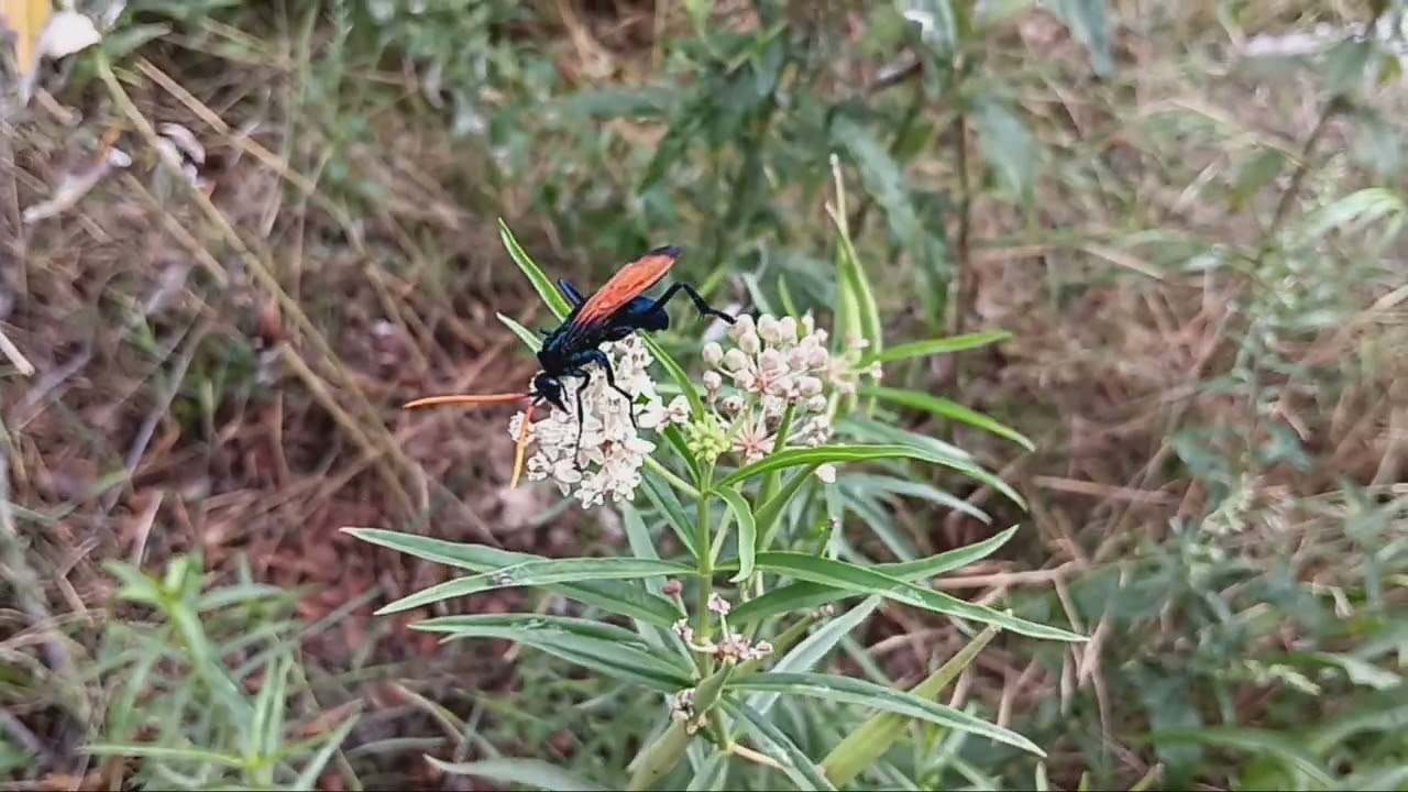 Pepsis Grossa-wasp