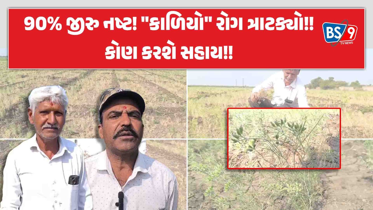 Surendranagar જિલ્લામાં જગતનો તાત ફરી મુશ્કેલીમાં!! જીરાના પાકને ભરખ્યો 