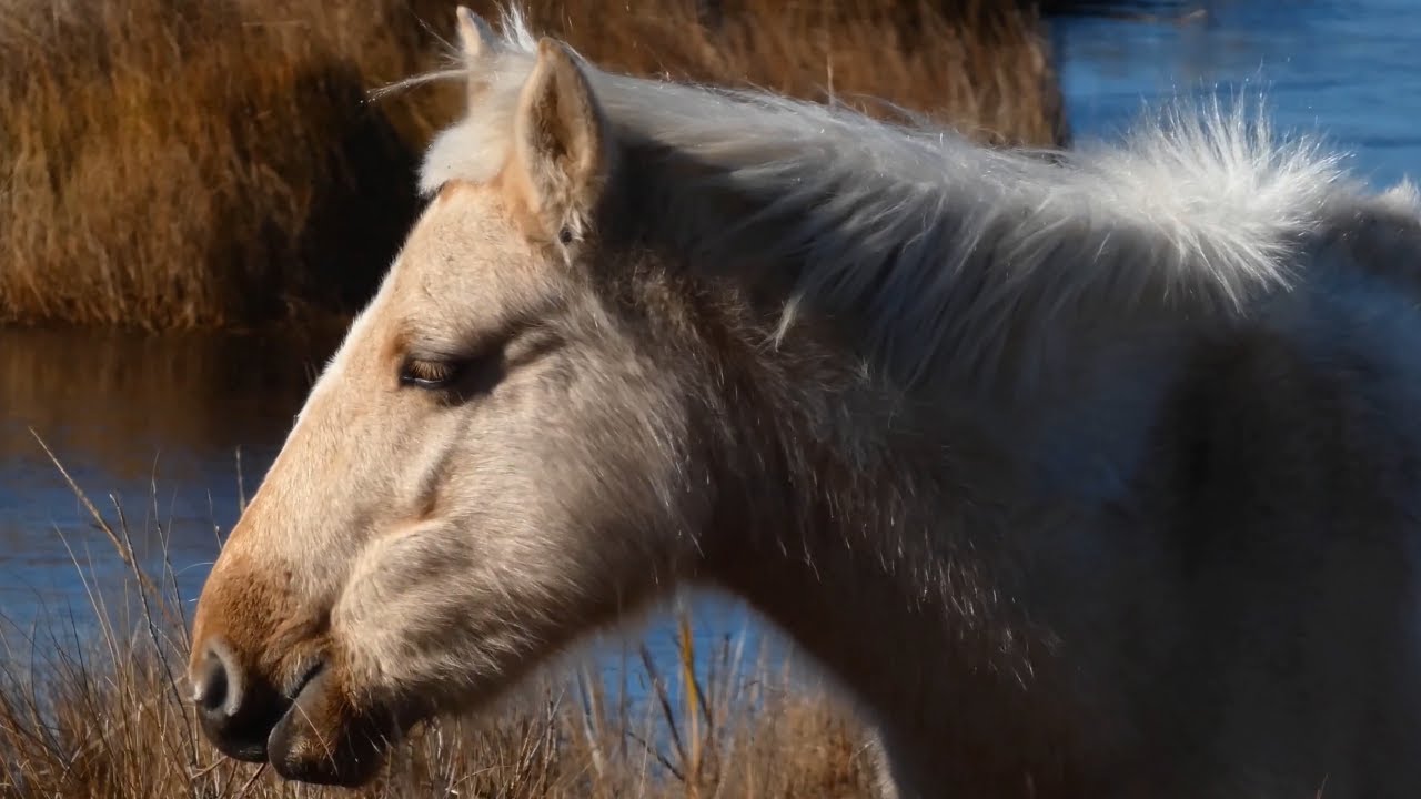 Wild pony / horse walking and eating grass in swamp | Chincoteague