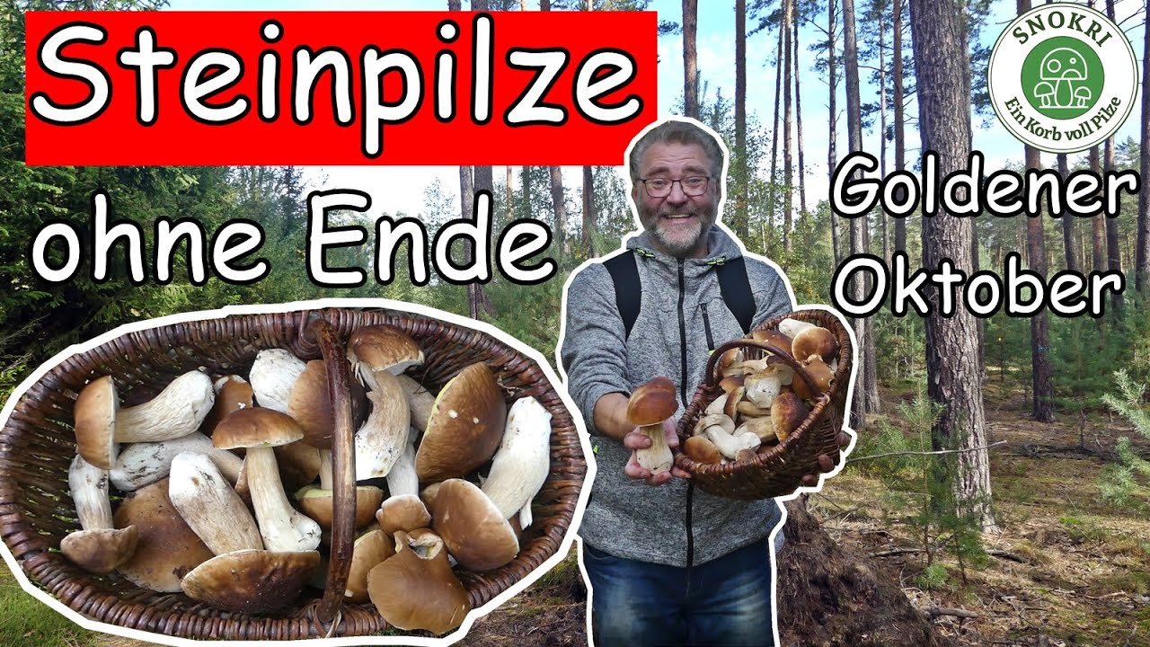 Steinpilze ohne Ende im Goldenen Oktober - Oktober 2022