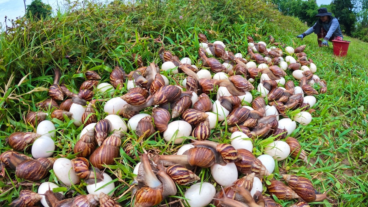 Harvesting Giant Snails and Eggs by Hand | Peaceful Countryside Life