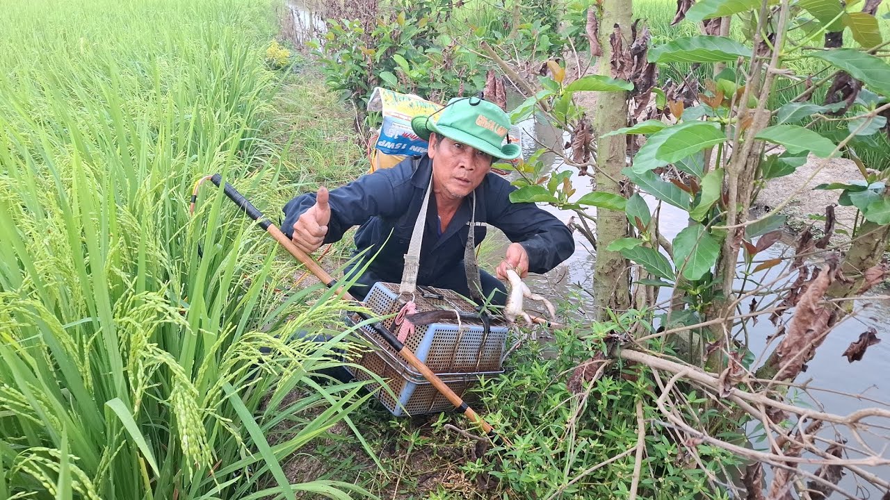 Nay chú sáu đi tét cây 14f cho anh Châu Phú nha, nay tét ếch với cá nha cả nhà ơi