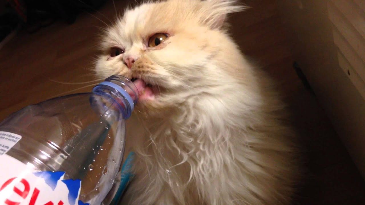 cat drinkink evian !