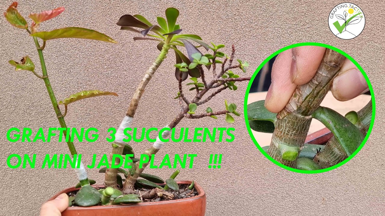 GRAFTING 3 SUCCULENTS ✅ ON TO MY MINI JADE PLANT