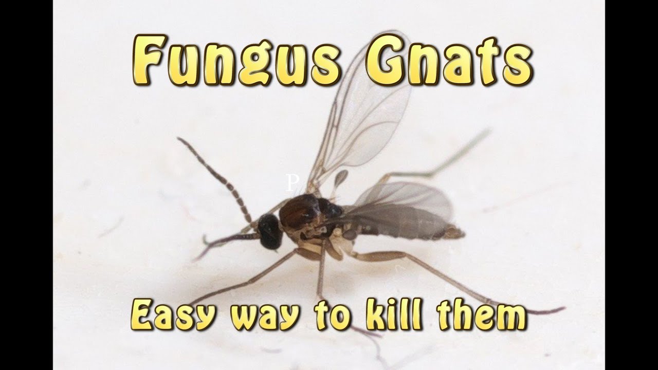 What Are Fungus Gnats And How To Kill Them - Episode 85