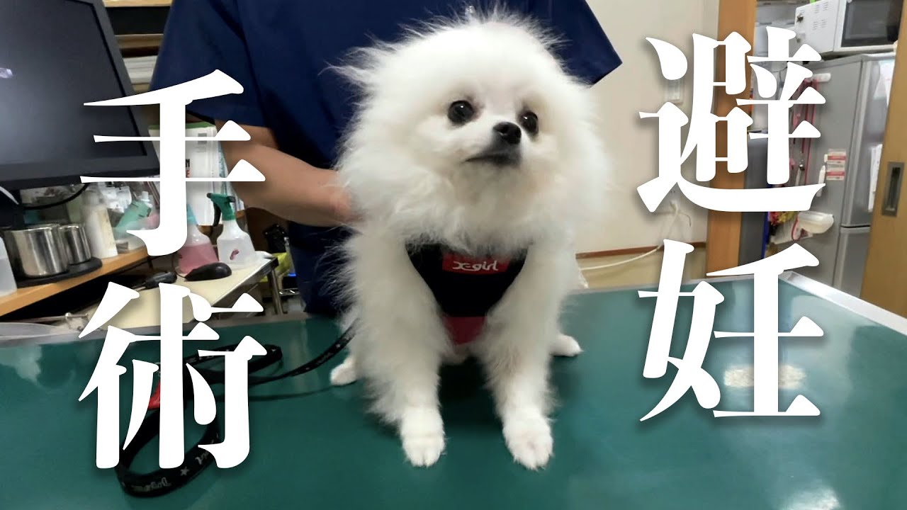 避妊手術をするポメラニアンそして一人きりの夜