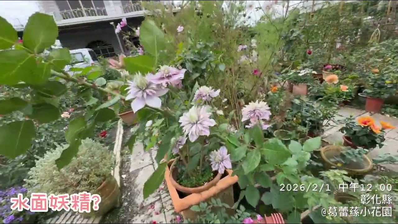 2026.02.01-到訪美加美玫瑰園