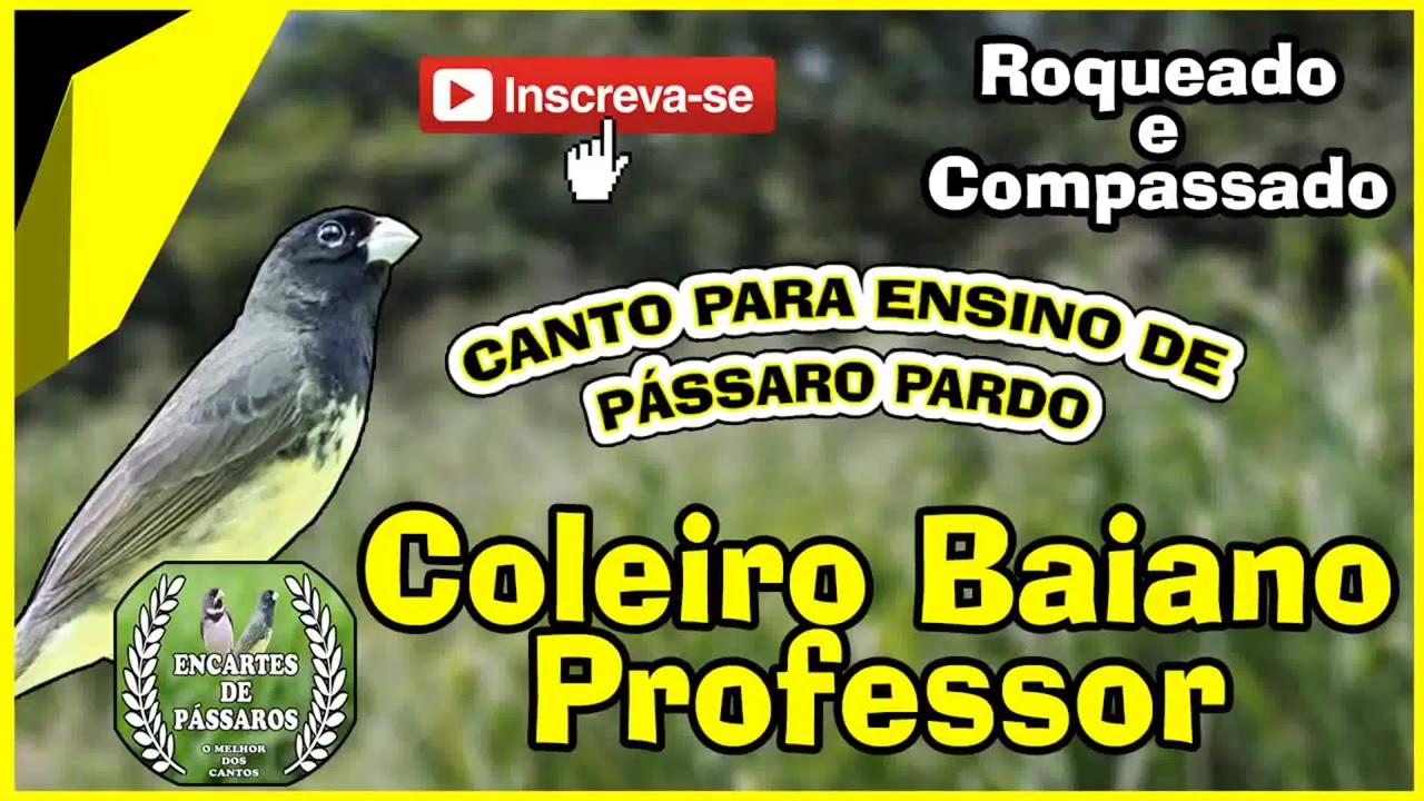 #coleiro Baiano Professor -- Tui Tui Roqueado e Compassado Para Ensino de Pardo
