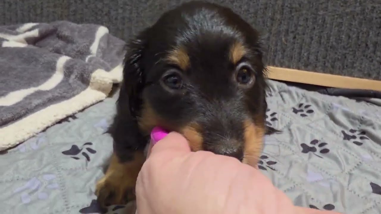 🐶✨ Puppy Yazmin = Little Doll 🎀🧸 | 6-Week Puppy Update 🐾💖