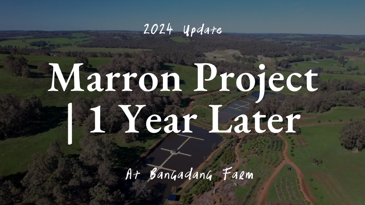 Bangadang Farm's Marron Project - 1 Year Later! 2024 Update