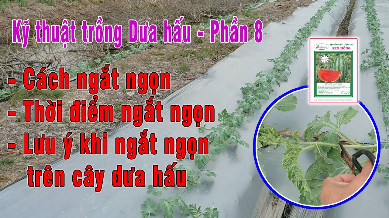 Phần 8 - Cách ngắt ngọn, thời điểm và lưu ý khi ngắt ngọn trên cây dưa hấu | Dưa hấu Sen Hồng SH68
