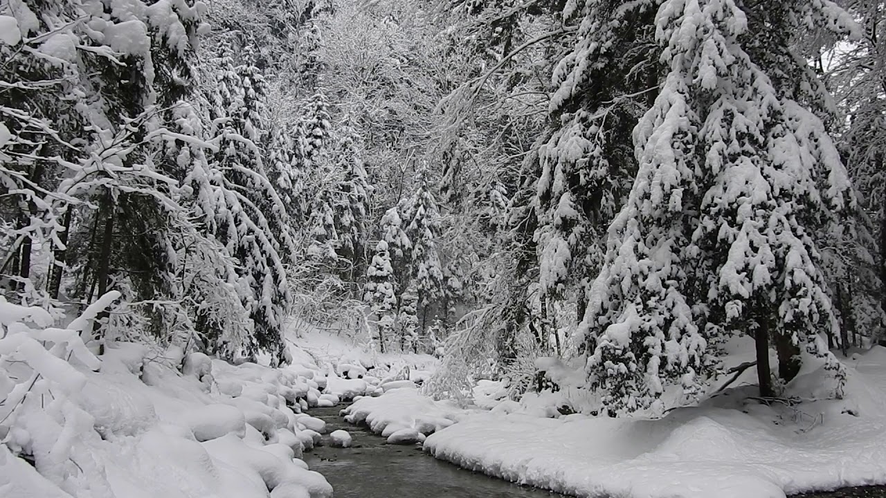 Verschneiter Wald mit Bach