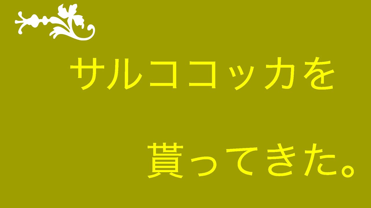 #117  サルココッカを貰ってきた。　（ミニ盆栽）（盆栽）（bonsai）（まるなかBONSAI）　【ミニ盆栽】