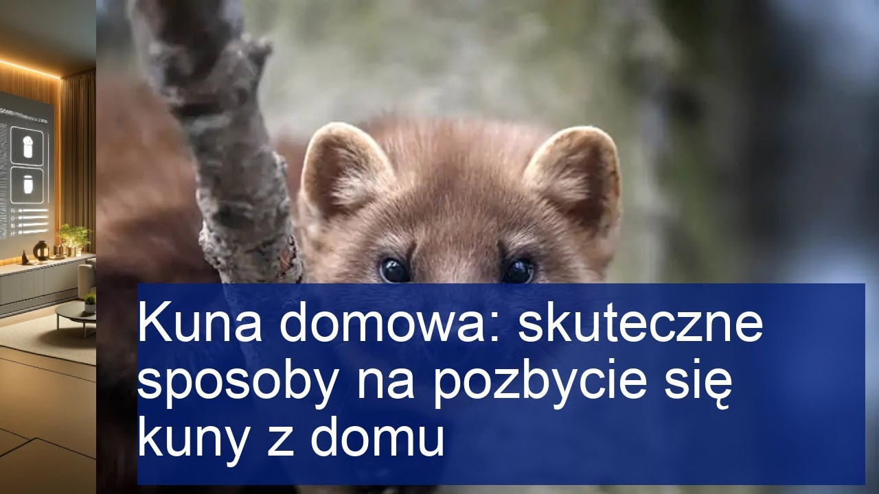 Skuteczne metody na pozbycie się kuny domowej - Zobacz, jak to zrobić!