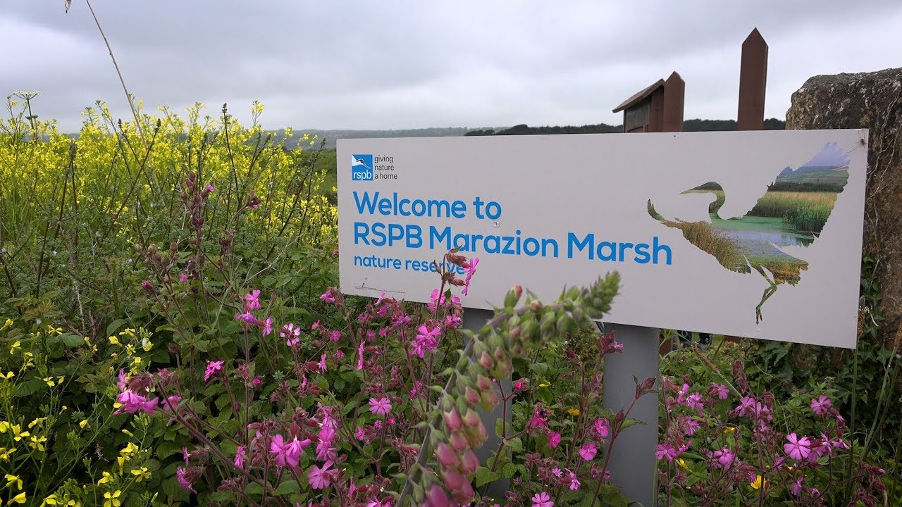 Marazion Marsh RSPB Nature Reserve - Cornwall Wildlife 2017