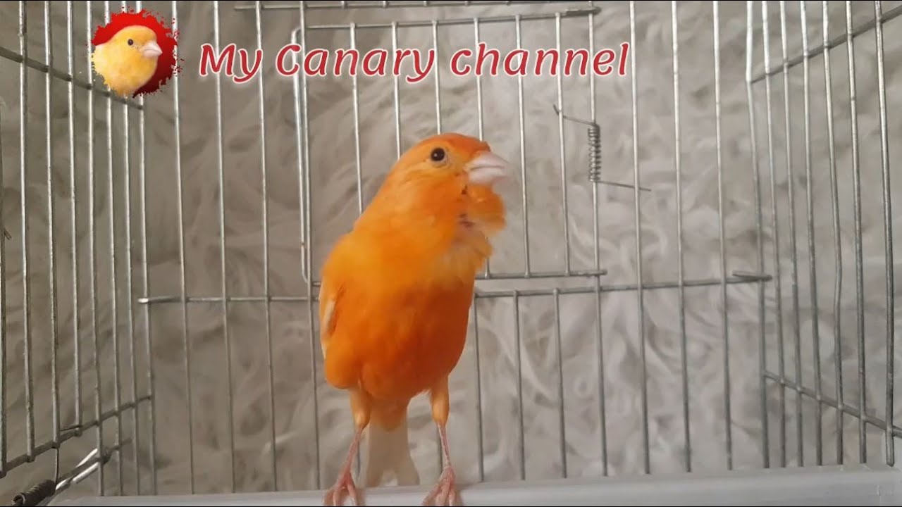 Orange red factor roller young canary singing for trainging