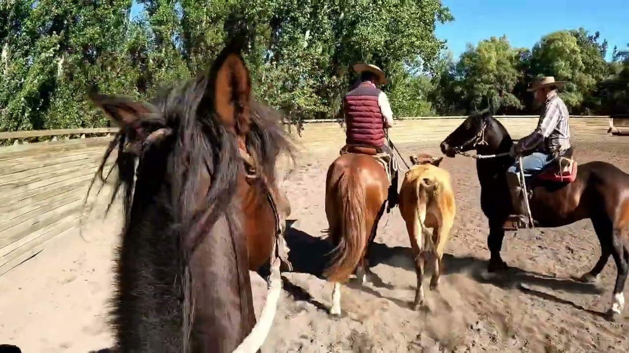 GALOPANDO--LOS ANGELES CHILE