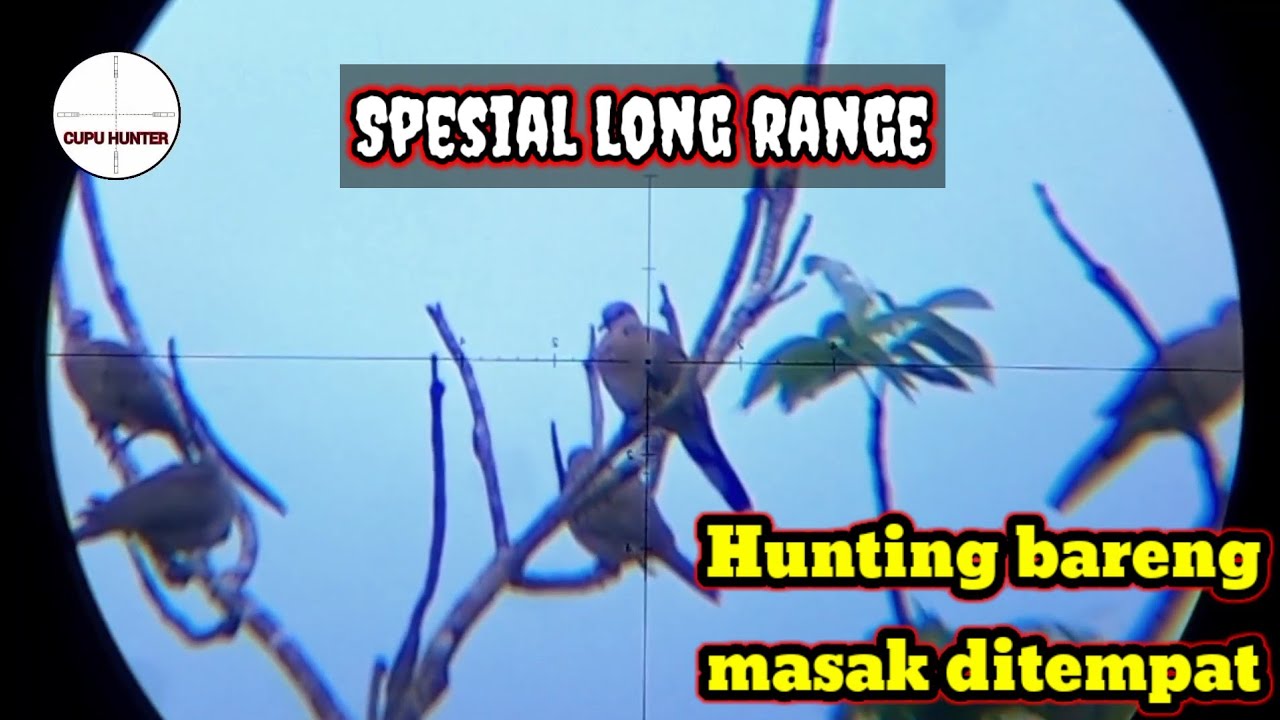 Berburu tekukur Hunting bareng langsung masak ditempat