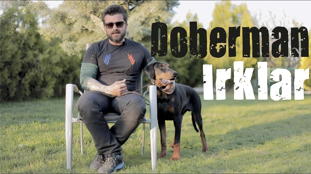 Köpek Irkları - Doberman
