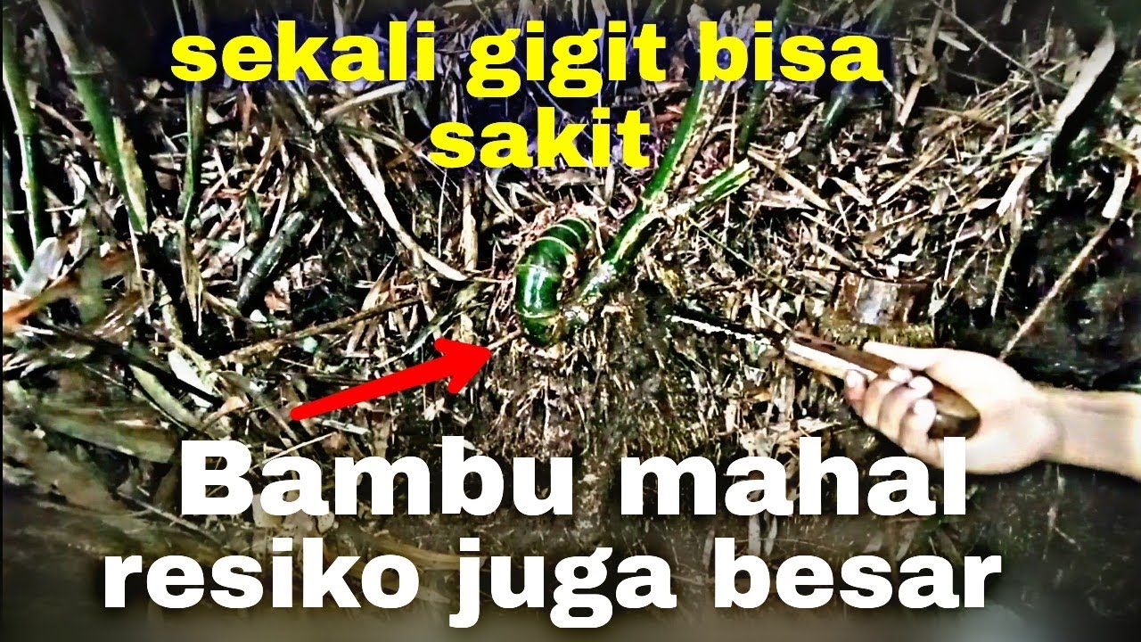 7 Bambu Unik  Bambu Unik Asli Alami