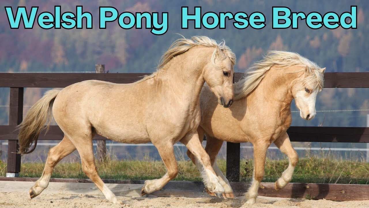 Welsh Pony And Cob Horse Breed Interesting Facts #secretanimals #horse