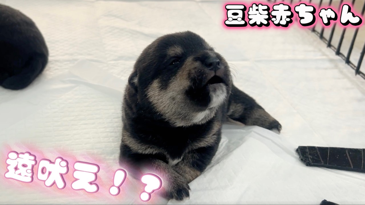 【豆柴犬】ママ〜… 赤ちゃんの一生懸命な可愛い呼び声“子犬と癒し”まめしば亭ブログvlog
