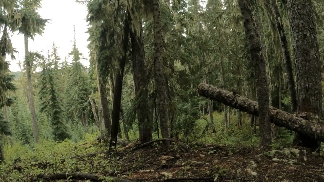 ELK Scouting
