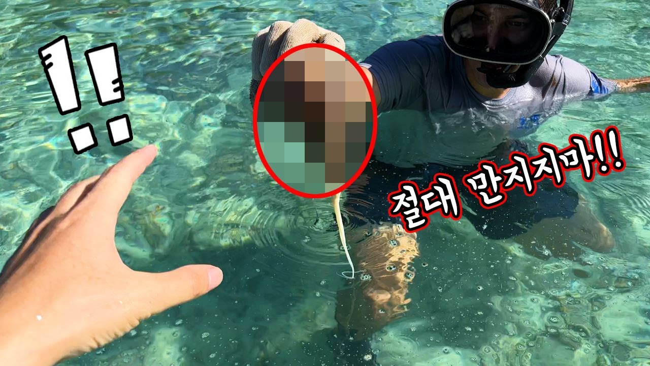 이거 해삼인줄 알고 만졌다가 큰코다칩니다!!! 해산물이 지천에 널렸지만 주의해야겠네요 ㄷㄷ