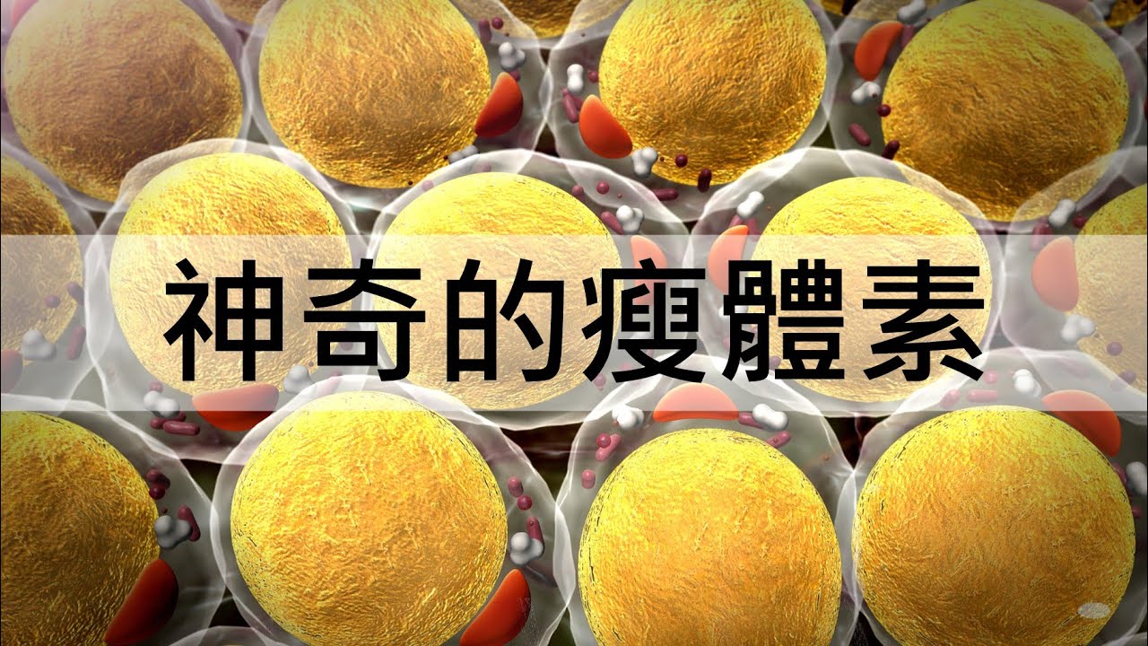 神奇的瘦體素－太牛了，能抑制食慾還能降低脂肪儲存！#瘦體素 #減肥 #瘦身 #抑制食慾 #減脂 #營養師