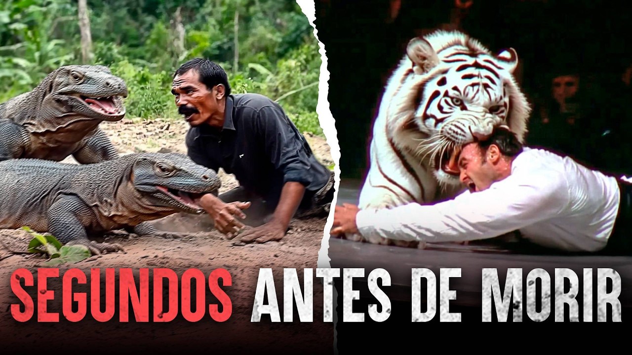 Encuentros MORTALES con animales salvajes 🦁🐺🦍