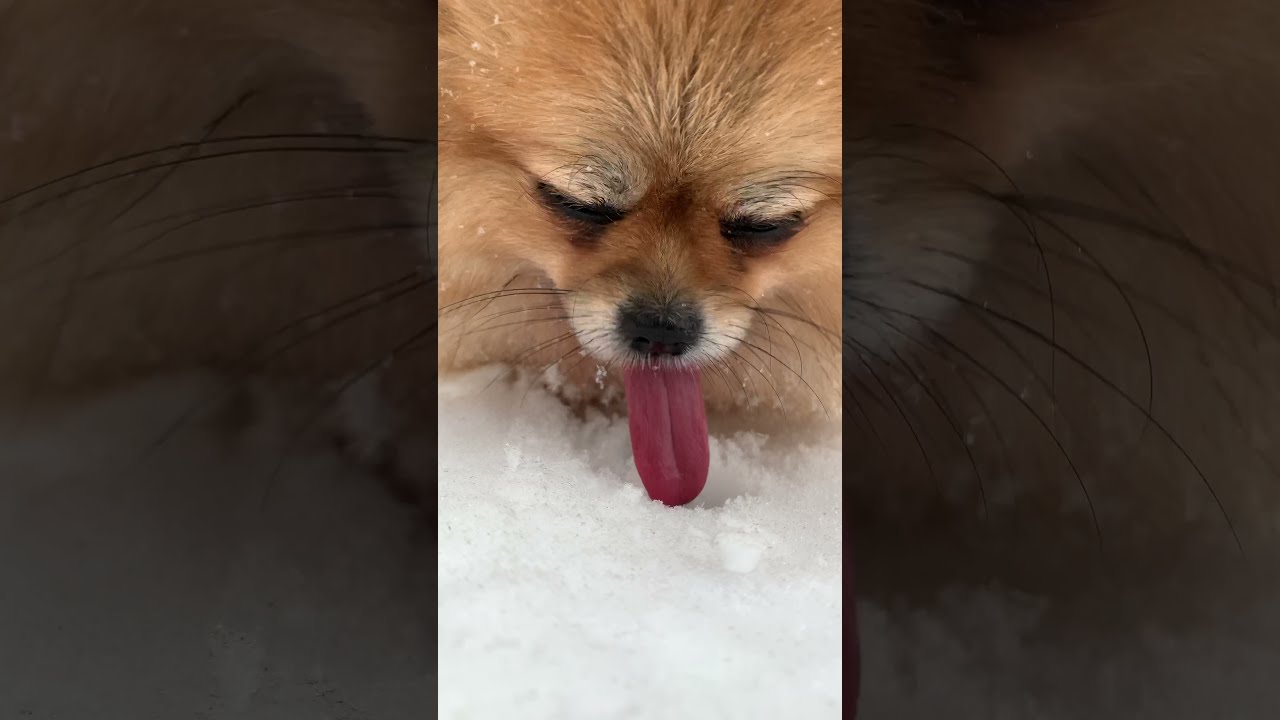 Pomeranian and Klein Spitz
