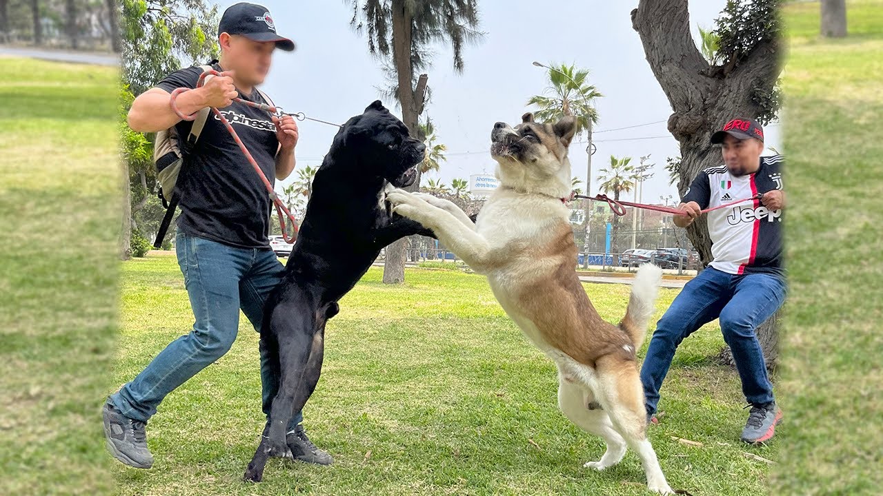Cane Corso & Akita Americano - Perros poderoso coinciden en el parque