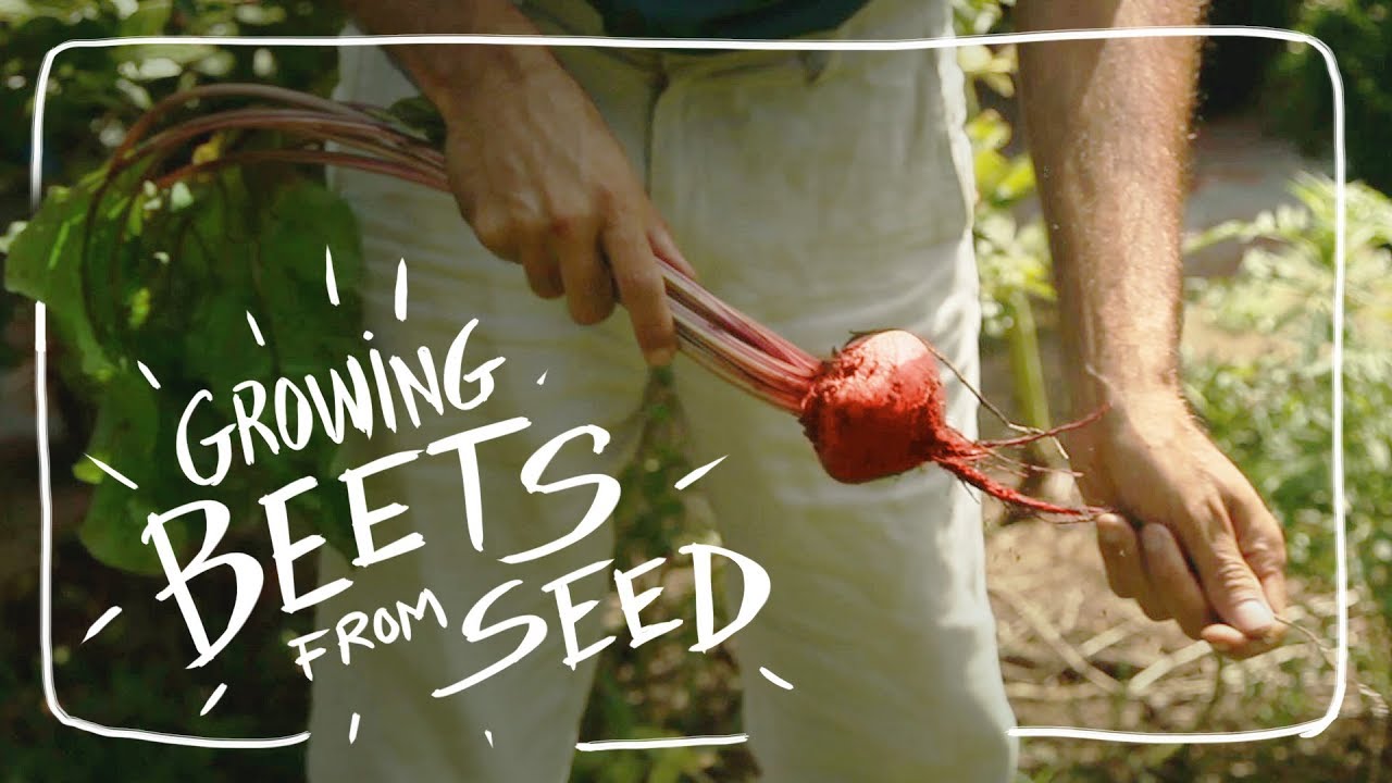 Grow Beets From Seed Sooner with this Technique