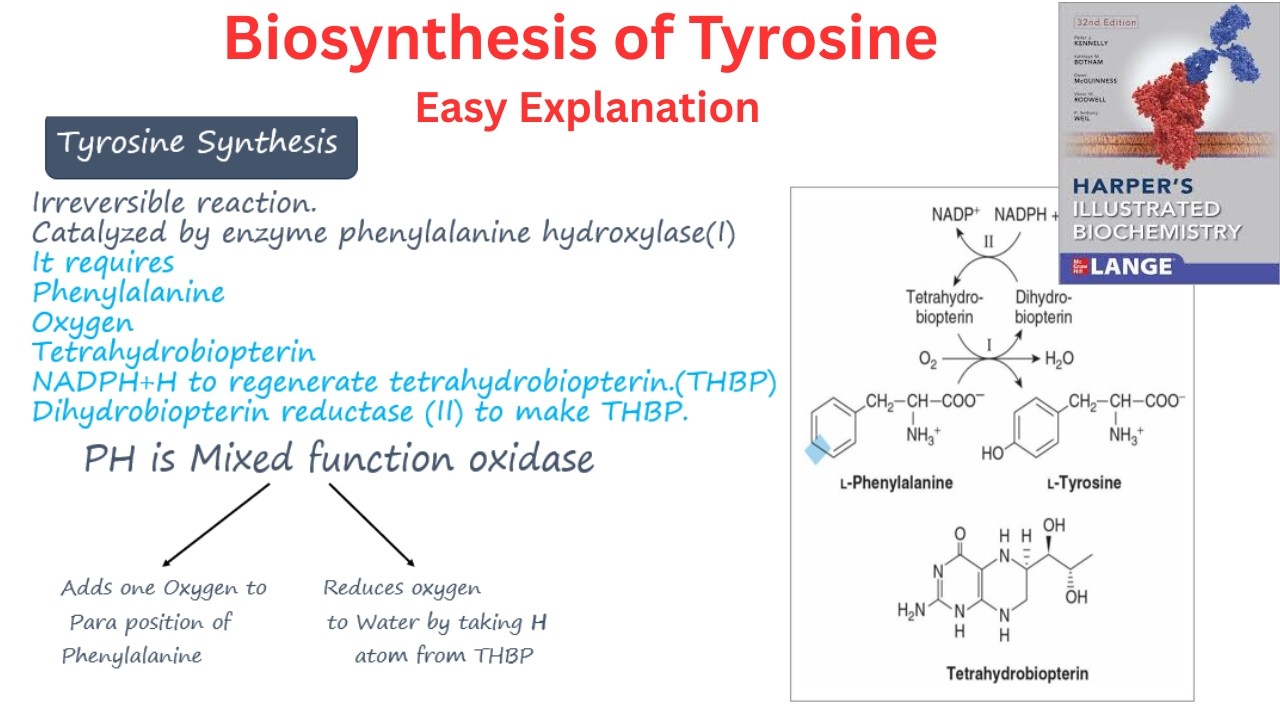 Tyrosine Synthesis| Harper's Biochemistry| Chapter 27| Lecture 7/9